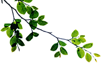 branch