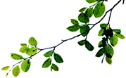 branch